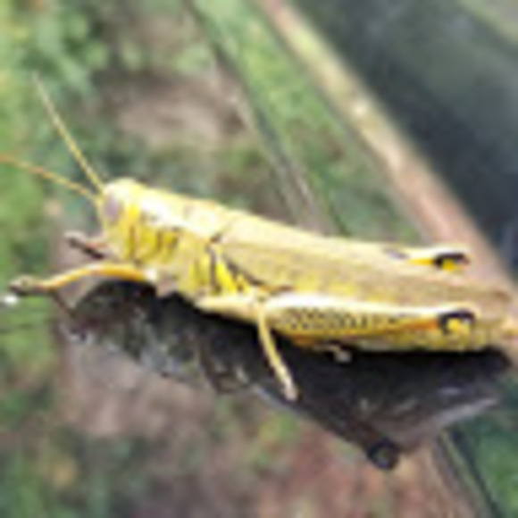 Meet your Posher, Aggie - Picture 1 of 1